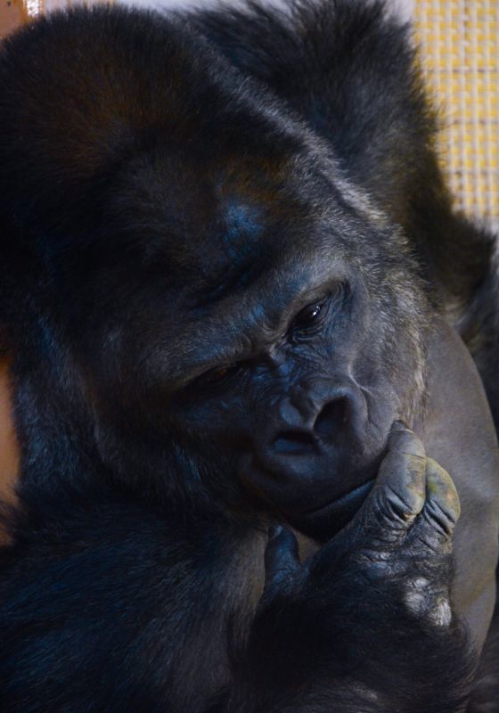 冬の動物園