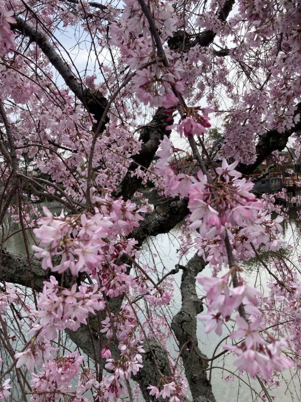 九華公園での桜