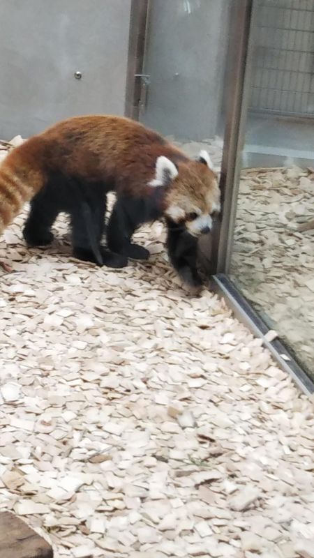 誕生日と動物園